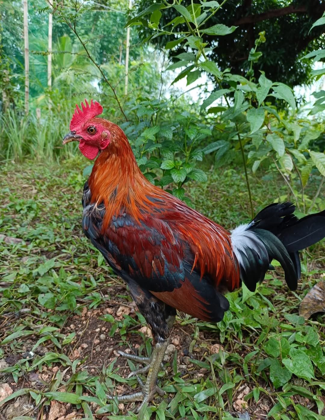 Photo from JMV818 GAMEFARM's post