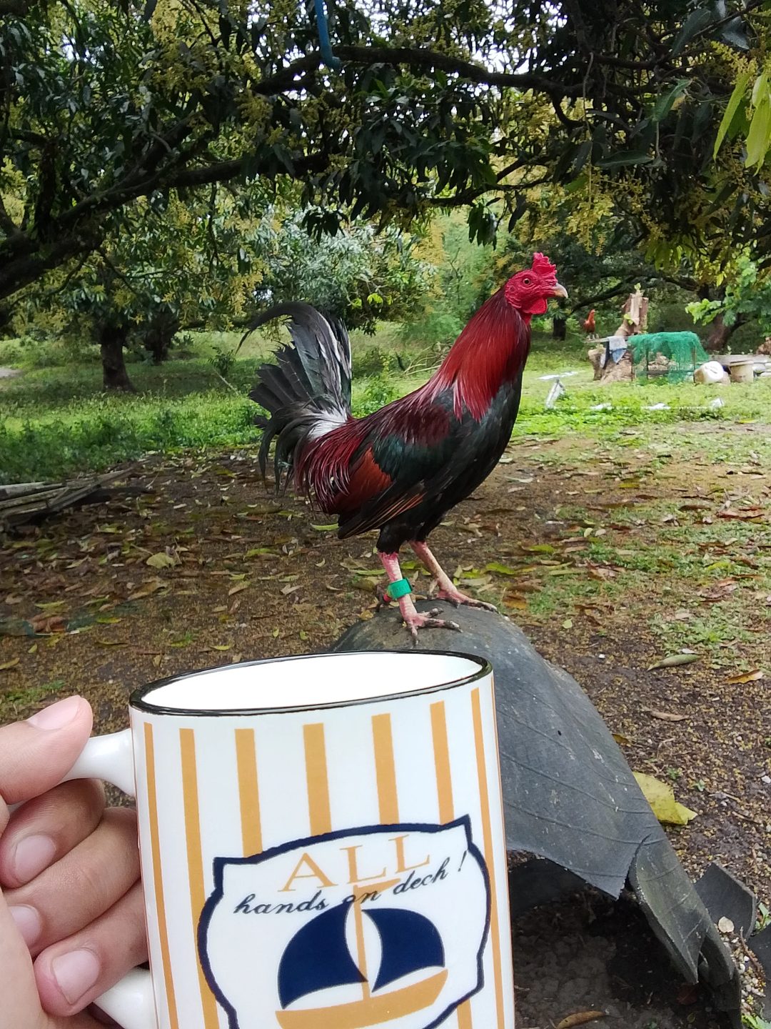 Photo from Gar Knight GameFowls's post