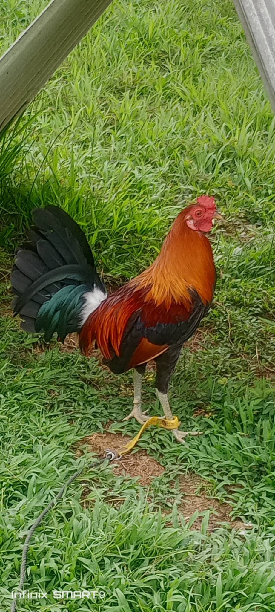 Photo from Clyde Jenava Chatima Gamefarm's post