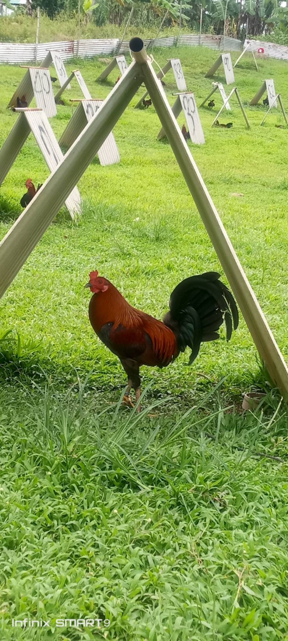 Photo from Clyde Jenava Chatima Gamefarm's post