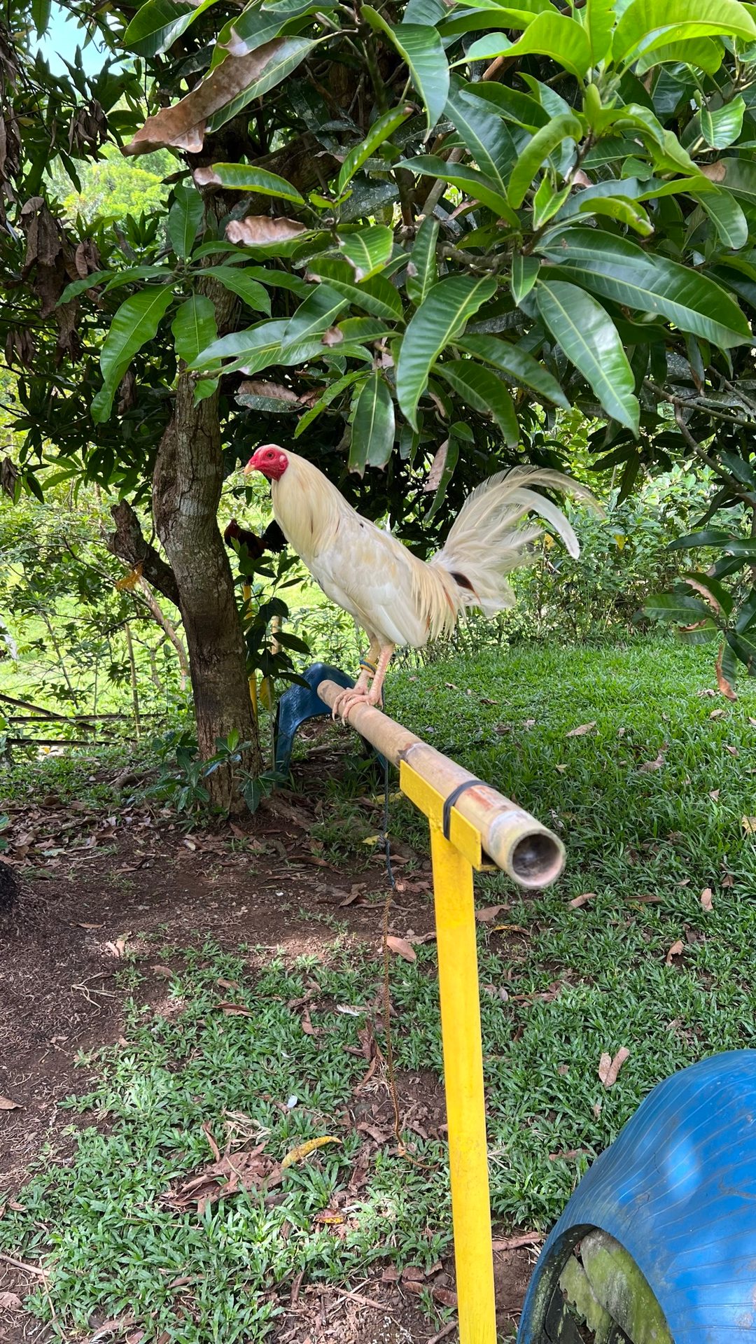 Photo from JCA Gamefarm's post