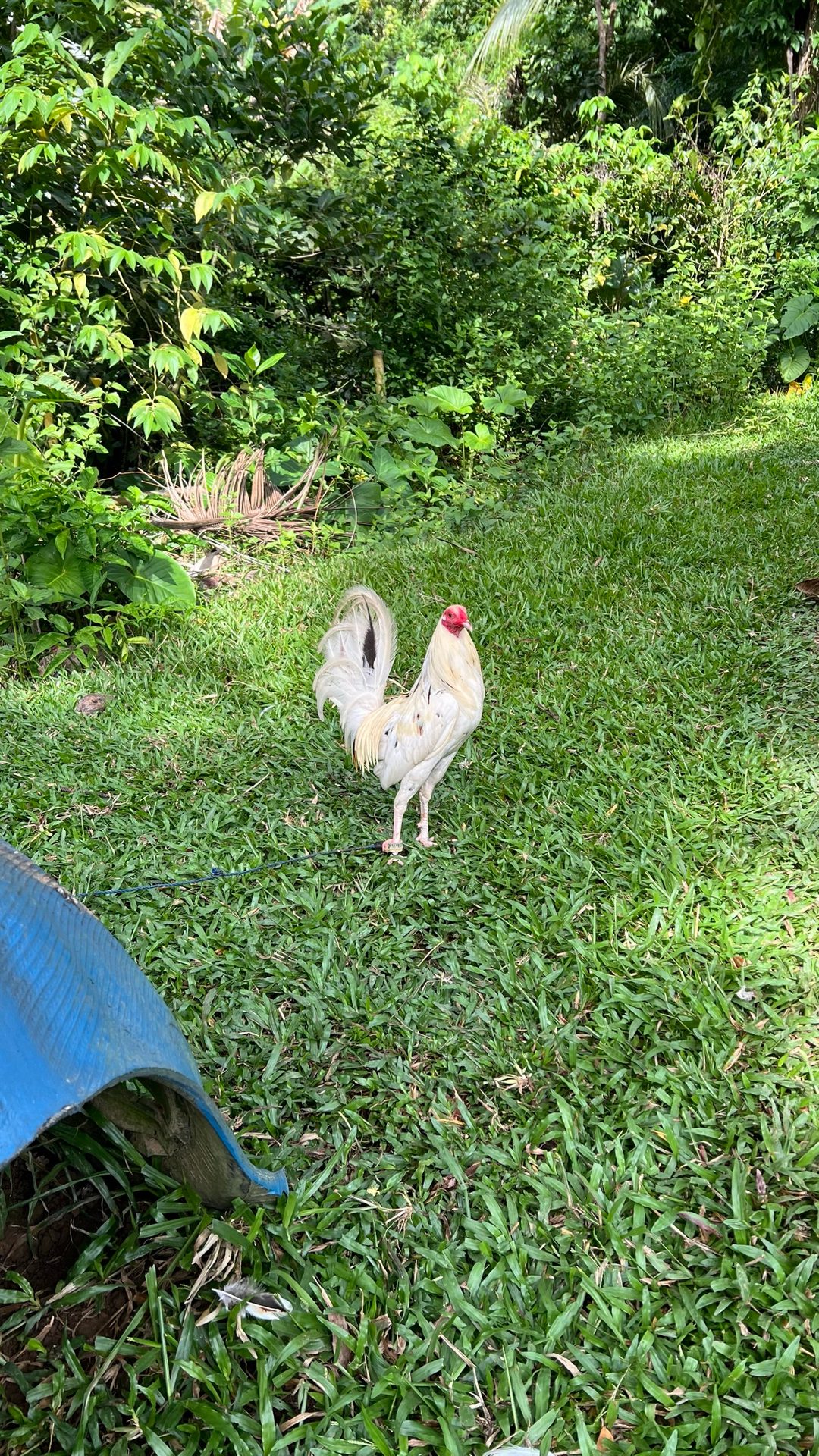 Photo from JCA Gamefarm's post