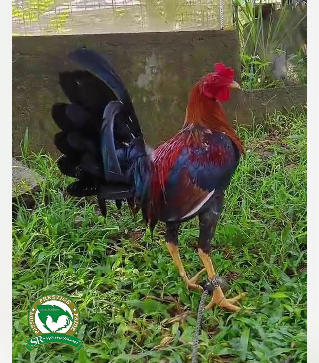Photo from RAMBO RIVERA's post