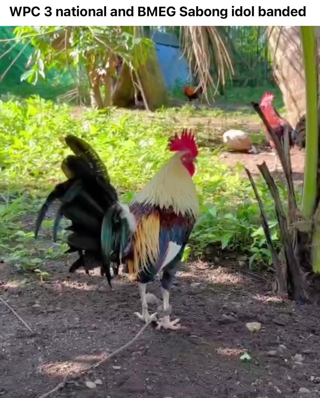Photo from JFL Sta Lucia Gamefarm's post
