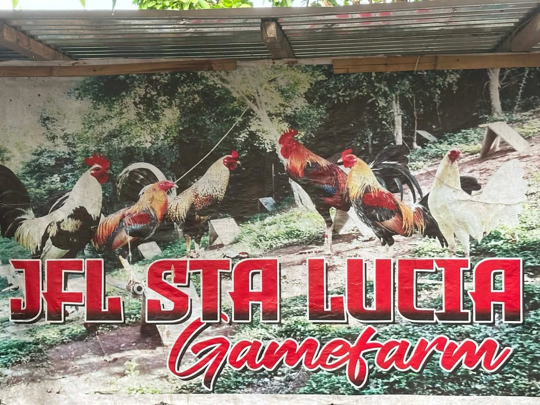 Photo from JFL Sta Lucia Gamefarm's post
