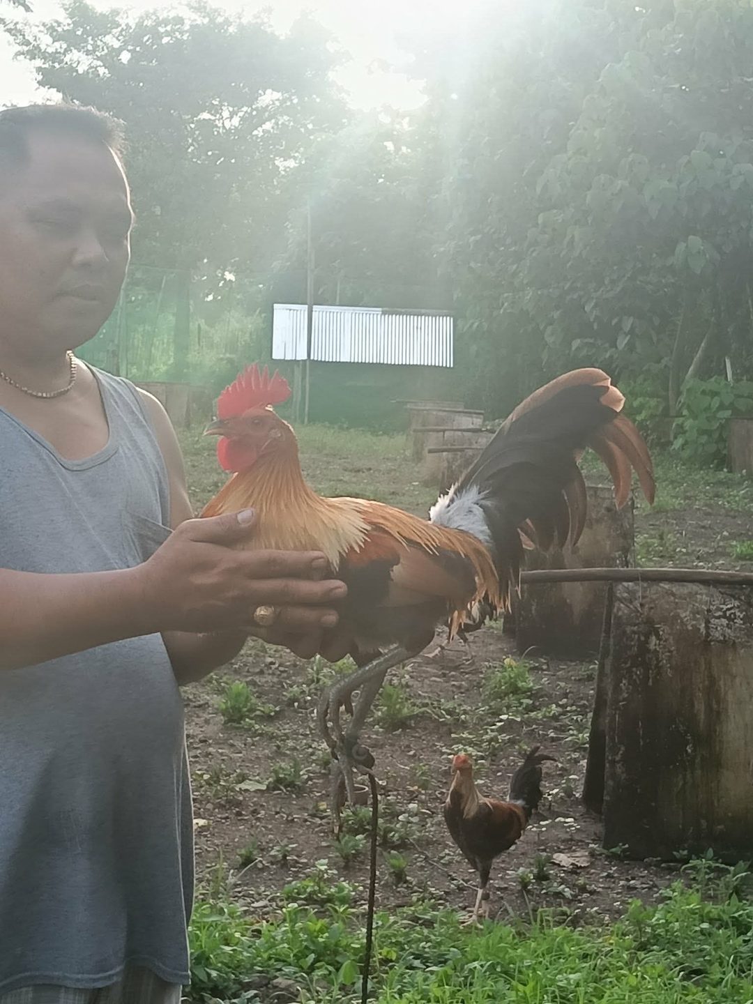 Photo from JFL Sta Lucia Gamefarm's post