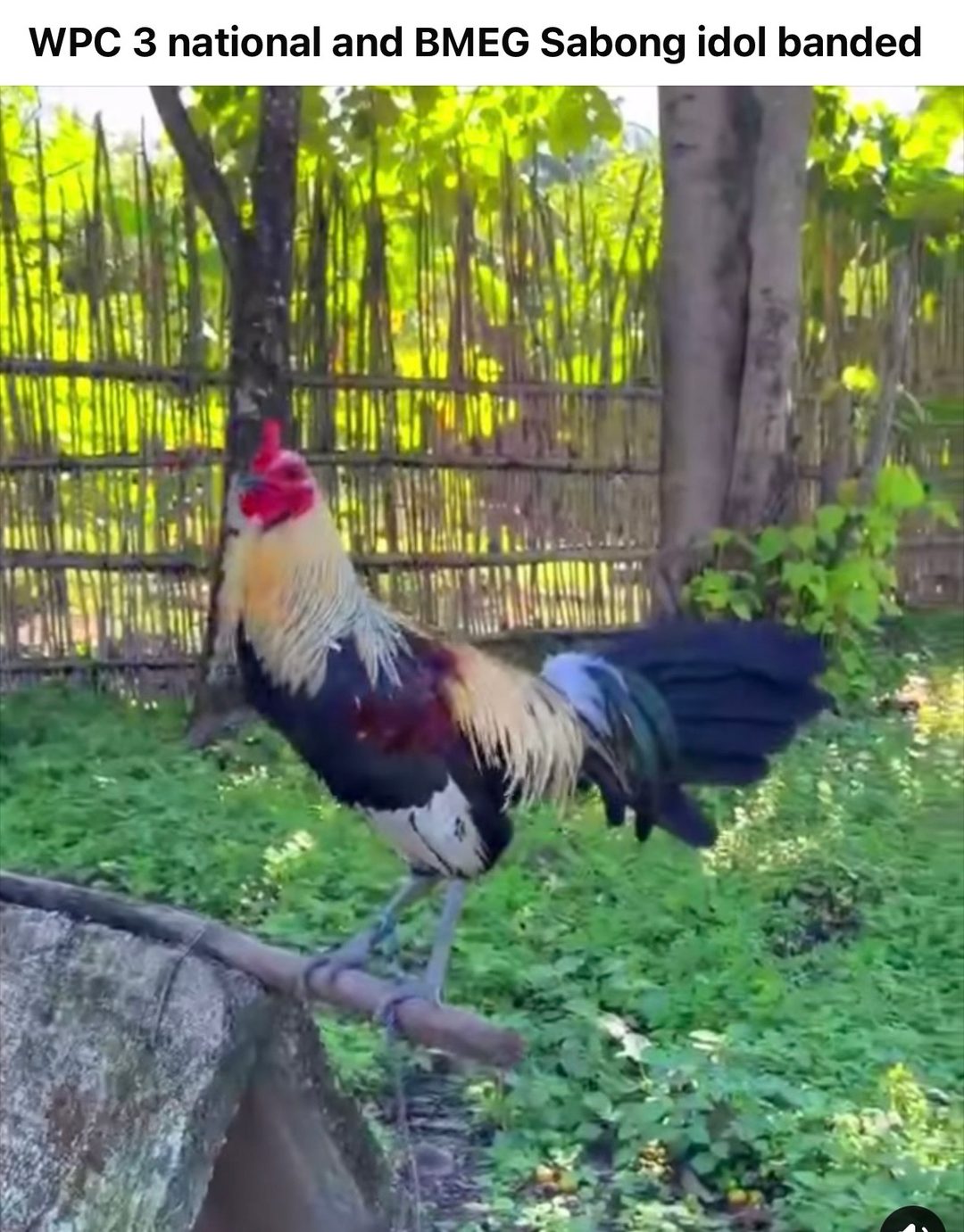 Photo from JFL Sta Lucia Gamefarm's post