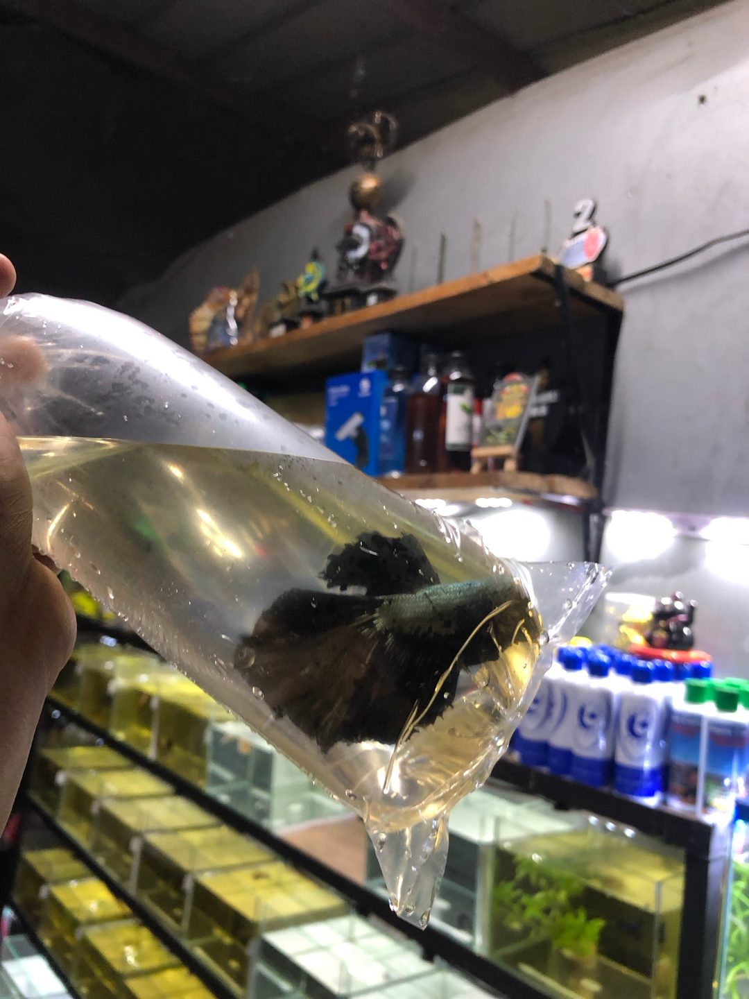 Photo from Oashisu Nukku Betta's post