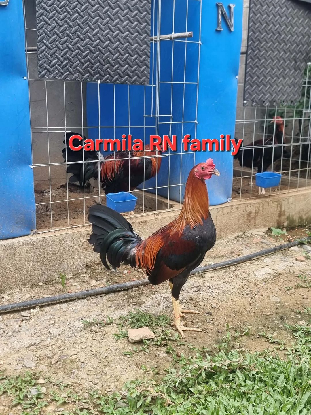 Photo from Golders Green Gamefarm's post