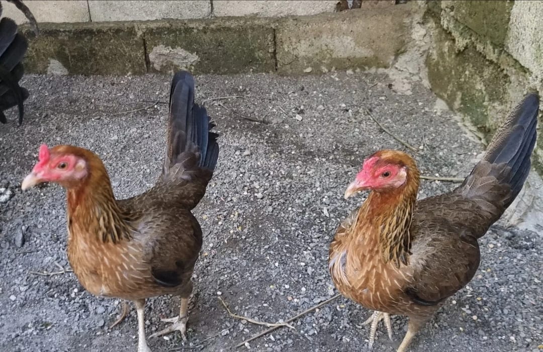 Photo from Golders Green Gamefarm's post
