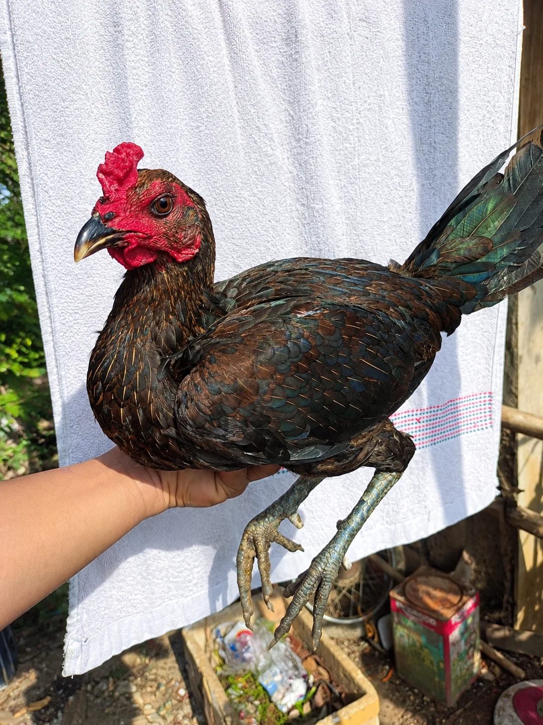 Photo from J.L-11 GAMEBIRDS's post