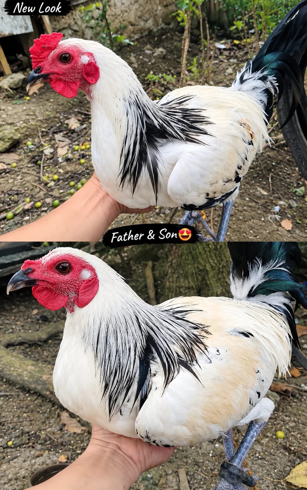 Photo from J.L-11 GAMEBIRDS's post