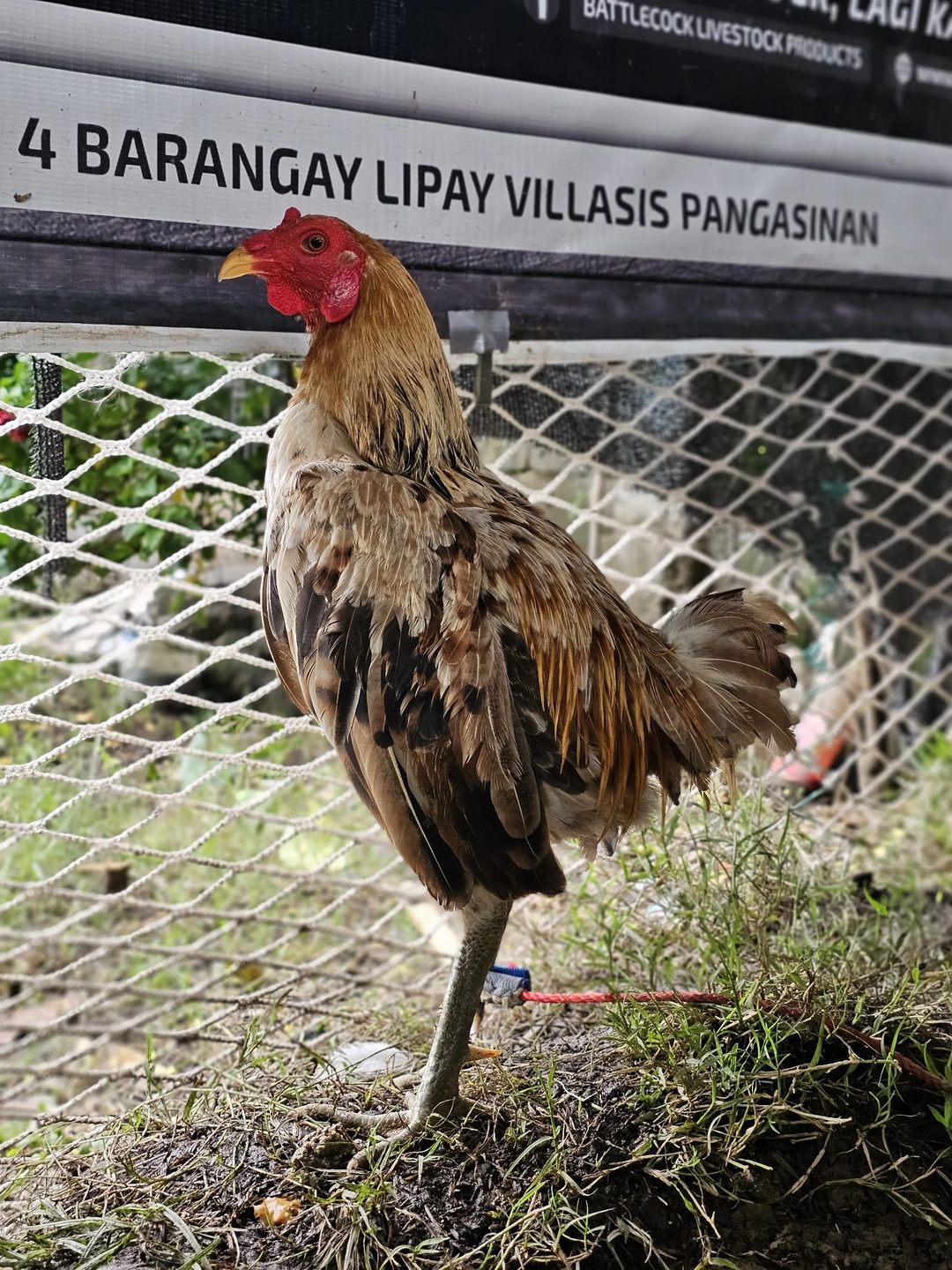 Photo from MAD BREEDER 🐓's post