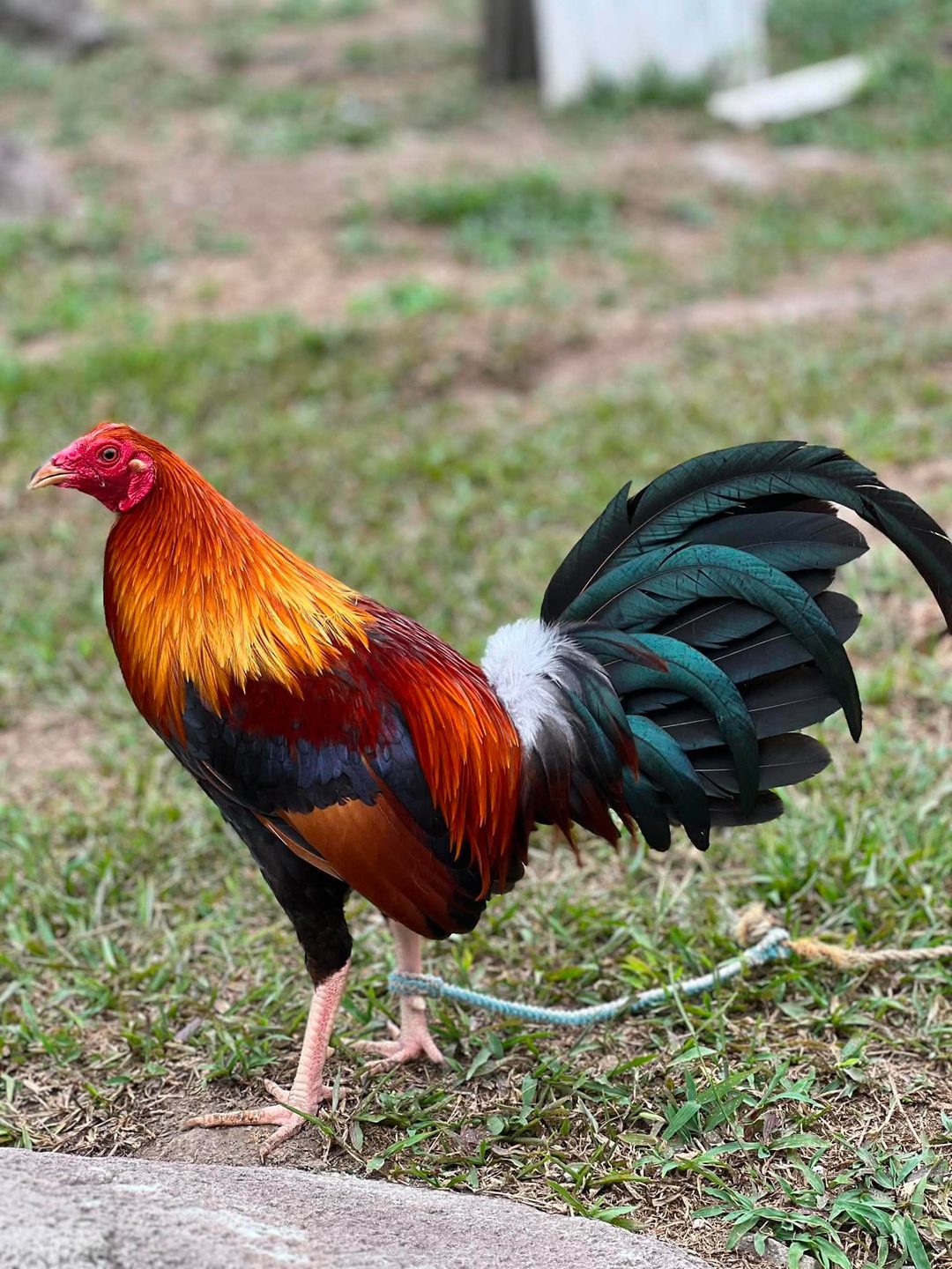 Photo from Dadoz Nahimayaan Gamefarm's post
