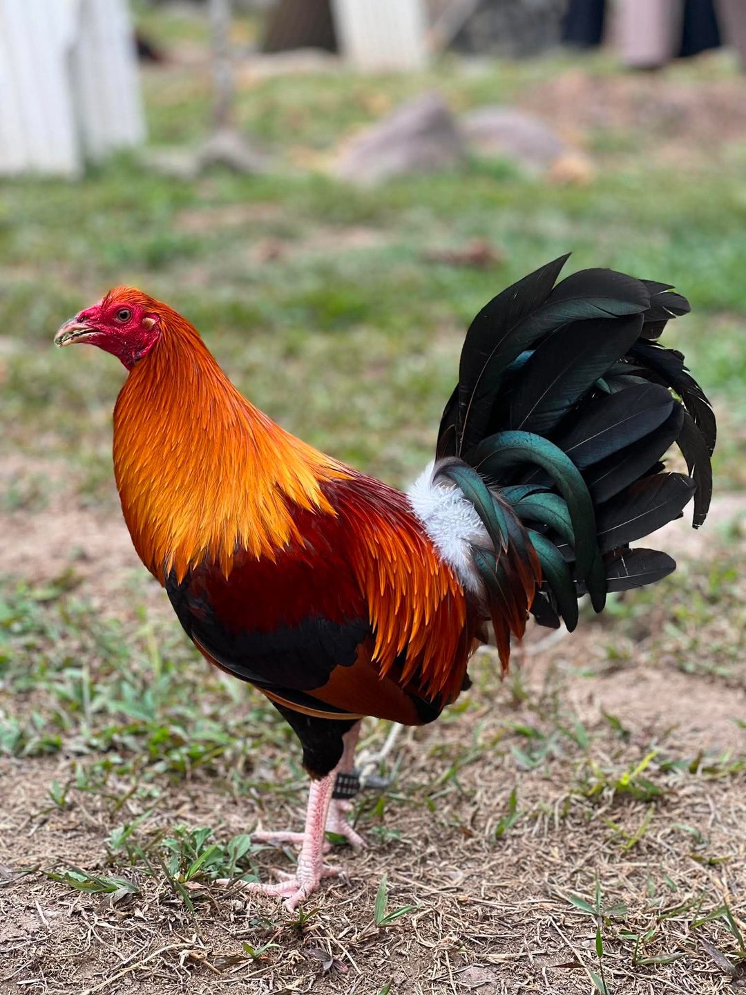 Photo from Dadoz Nahimayaan Gamefarm's post