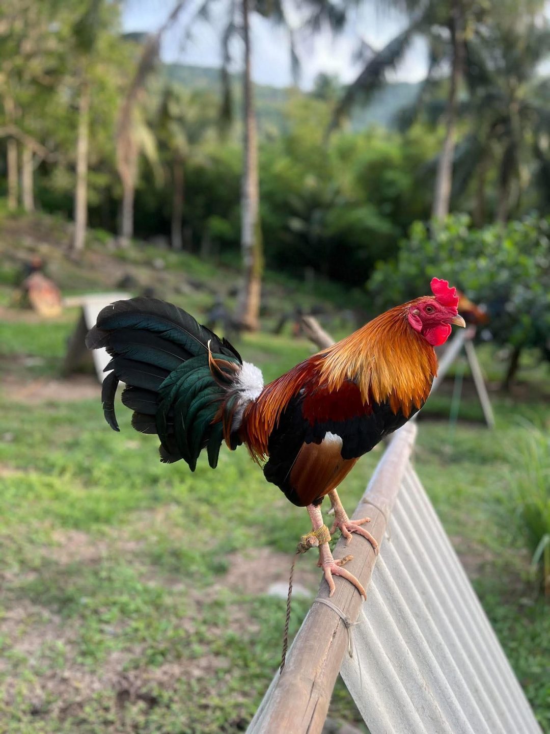Photo from Dadoz Nahimayaan Gamefarm's post