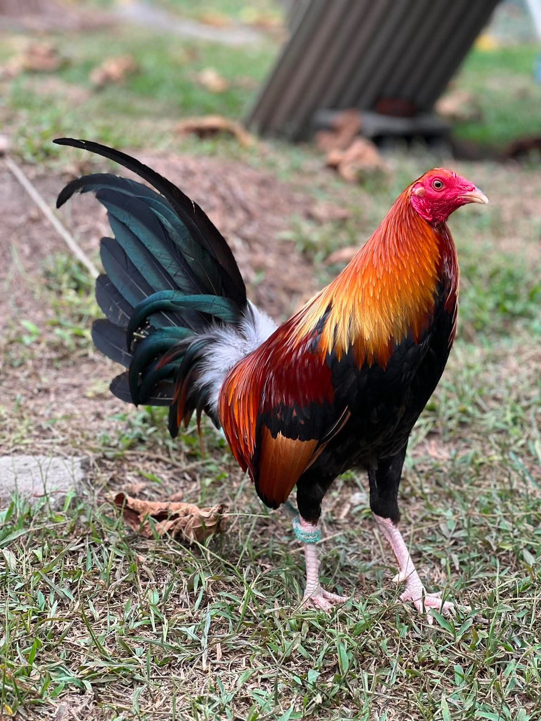 Photo from Dadoz Nahimayaan Gamefarm's post
