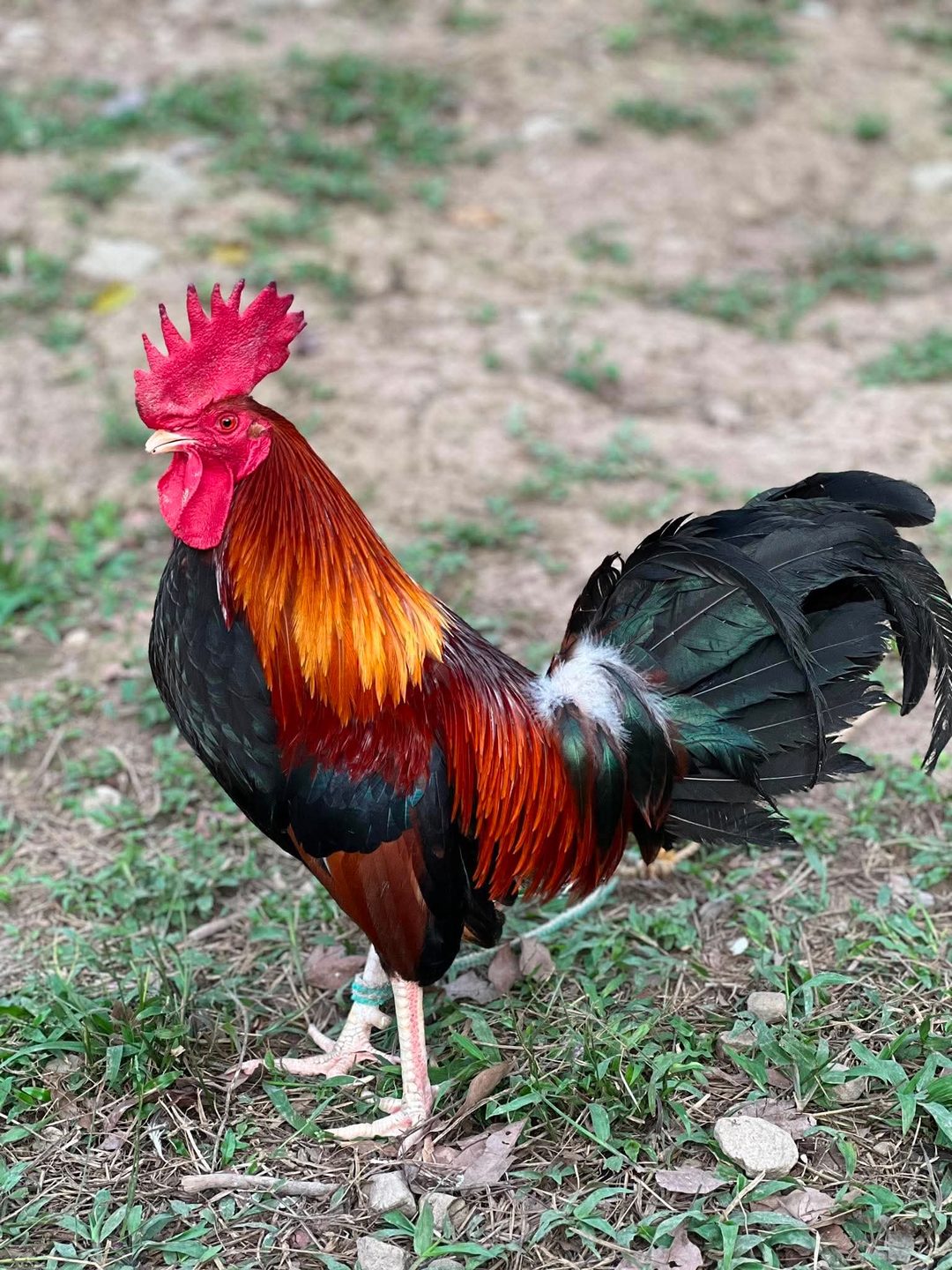 Photo from Dadoz Nahimayaan Gamefarm's post
