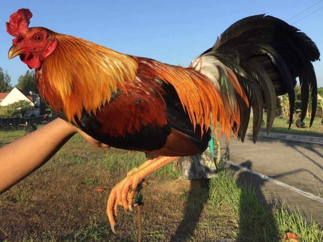 Photo from Dadoz Nahimayaan Gamefarm's post