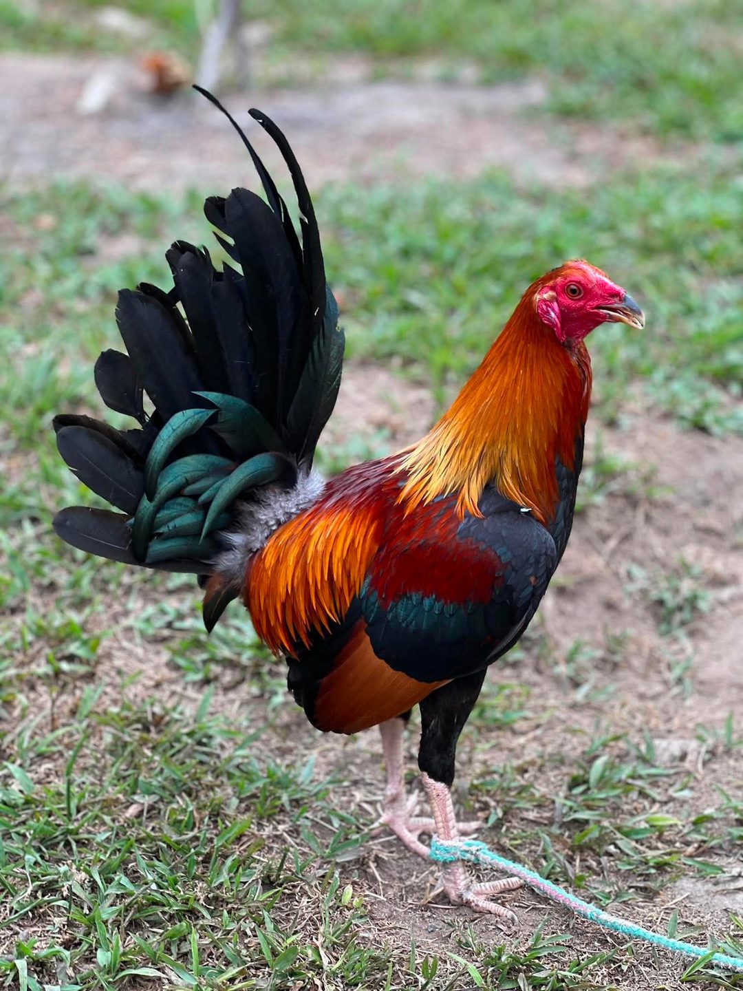 Photo from Dadoz Nahimayaan Gamefarm's post