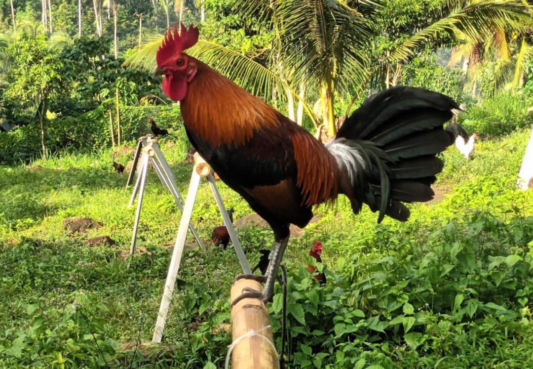 Photo from Dadoz Nahimayaan Gamefarm's post