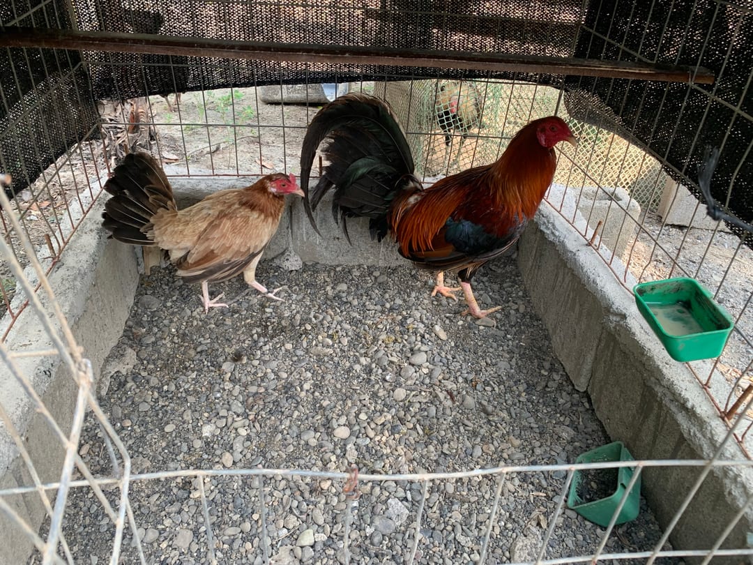 Photo from EDB Gamefarm's post