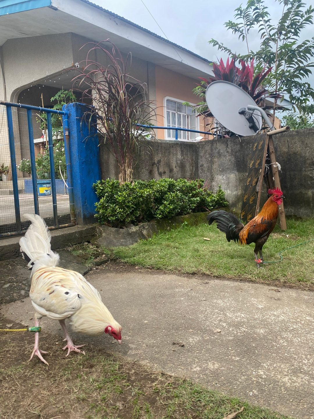 Photo from Hatch Haven Gamefowl's post