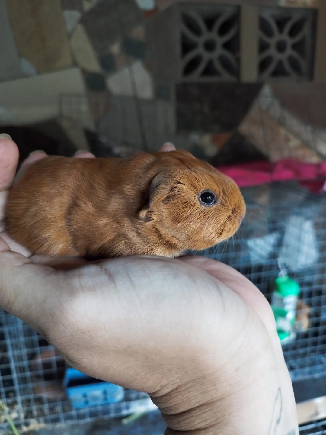 Photo from Cloudline Cavies's post