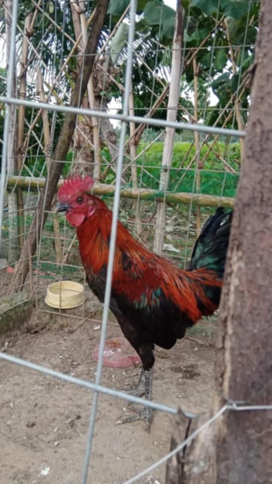 Photo from Goldenbirds GF's post