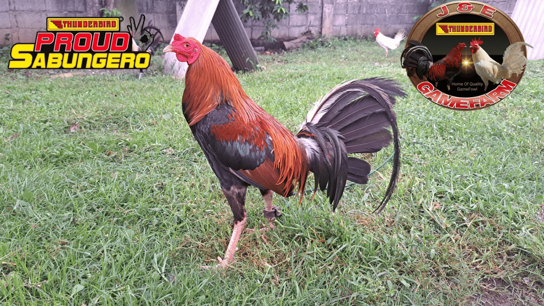 Photo from J & E GameFarm's post