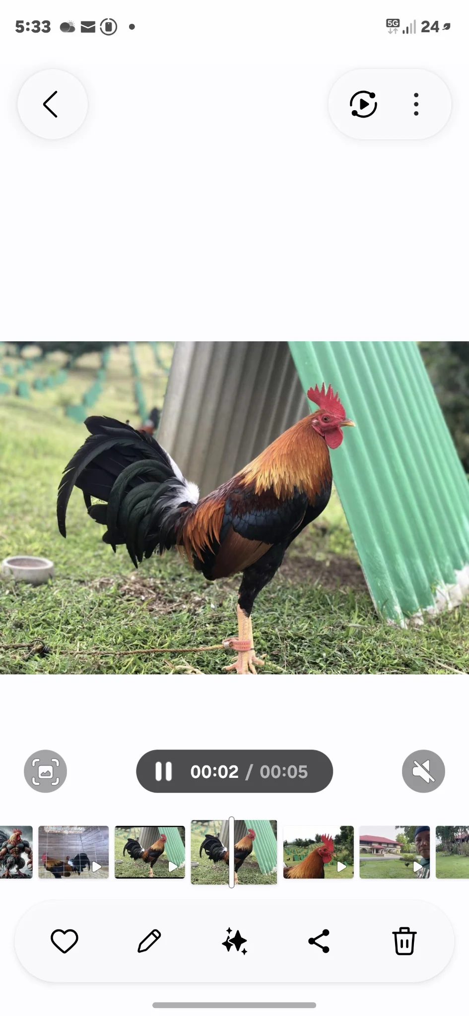 Photo from CANET GAMEFOWL's post