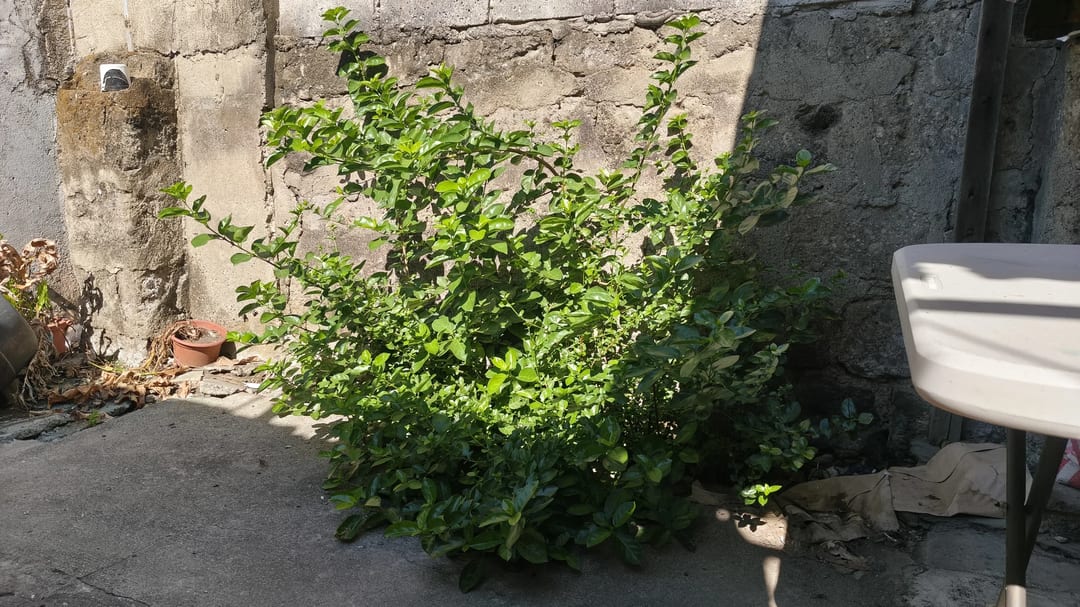 Photo from BRAVEYARD GF's post
