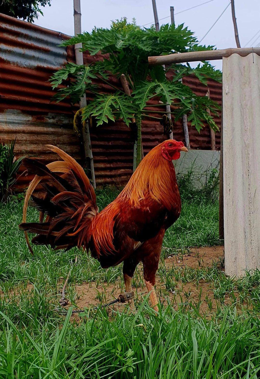 Photo from JPB ARMOUR GAMEFARM's post