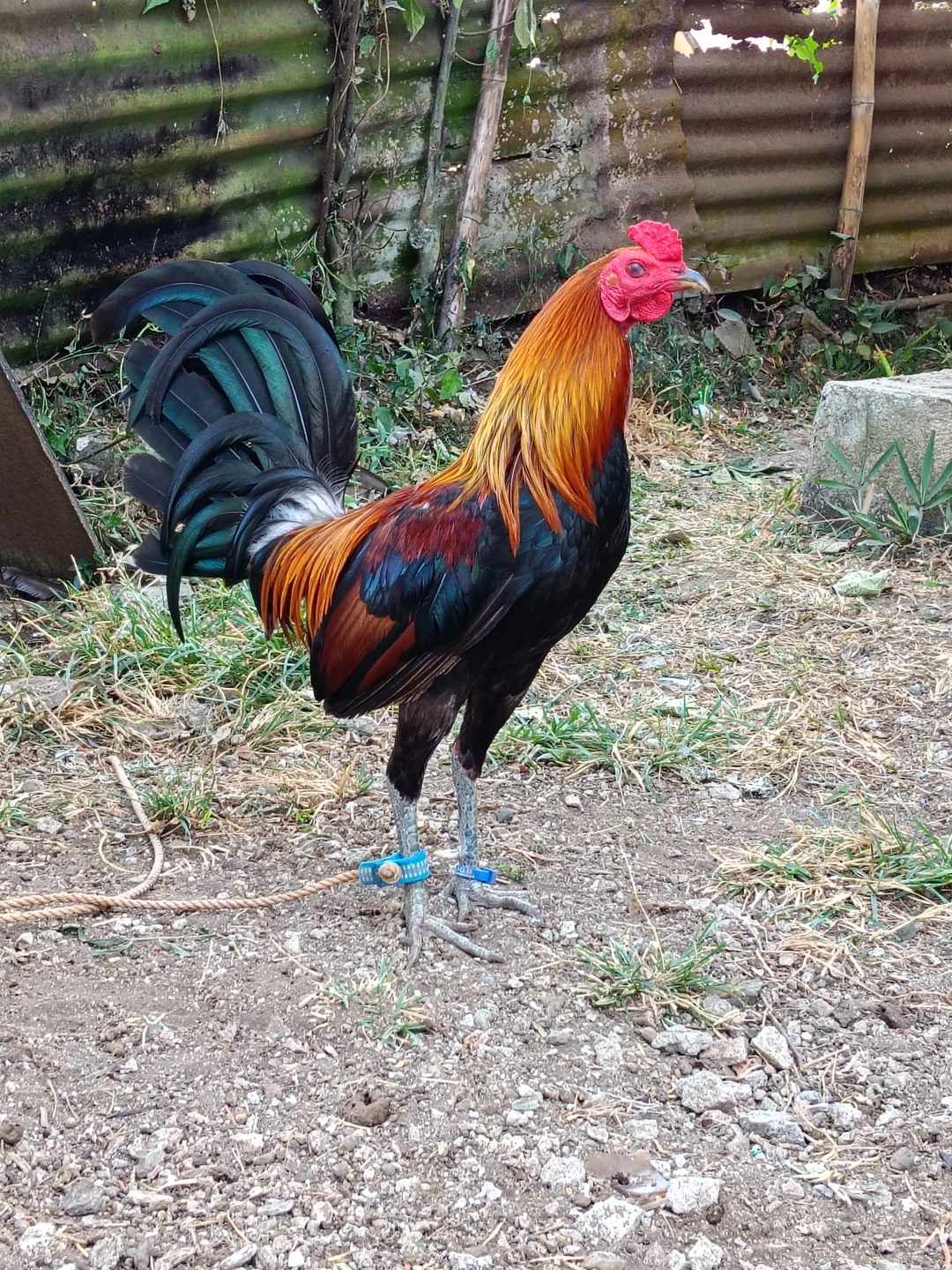 Photo from MK BACKYARD's post