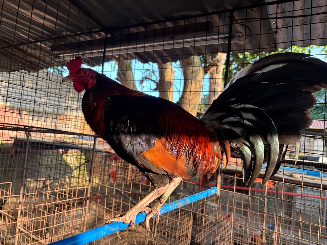 Photo from JT Red Dragon Gamefarm's post