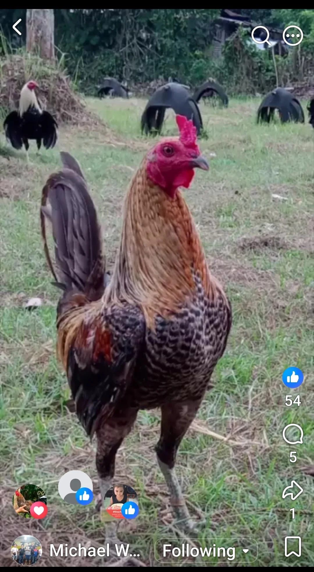 Photo from Golden BP Gamefarm's post