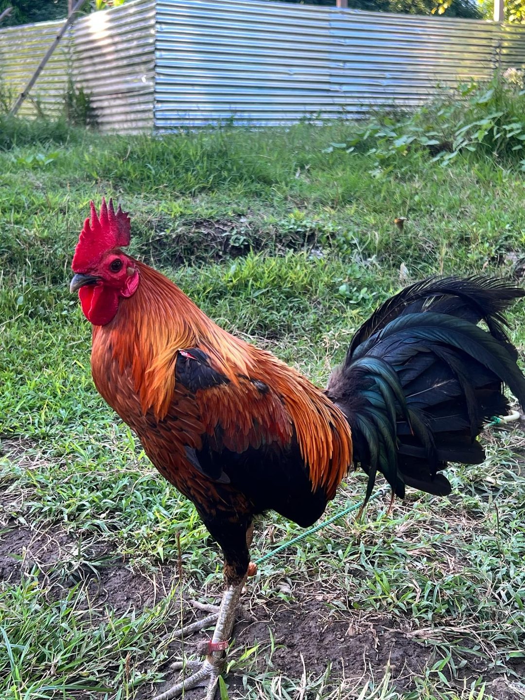 Photo from AnakNiTiting Gamefowl (ANT)'s post