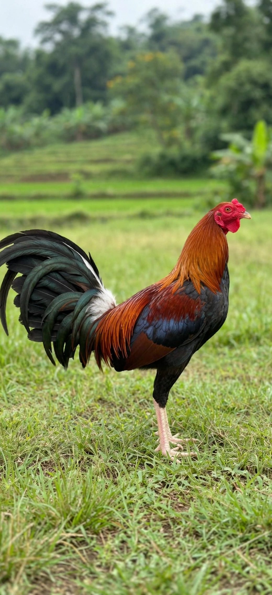Photo from GAMATA CREEK GAMEFARM's post