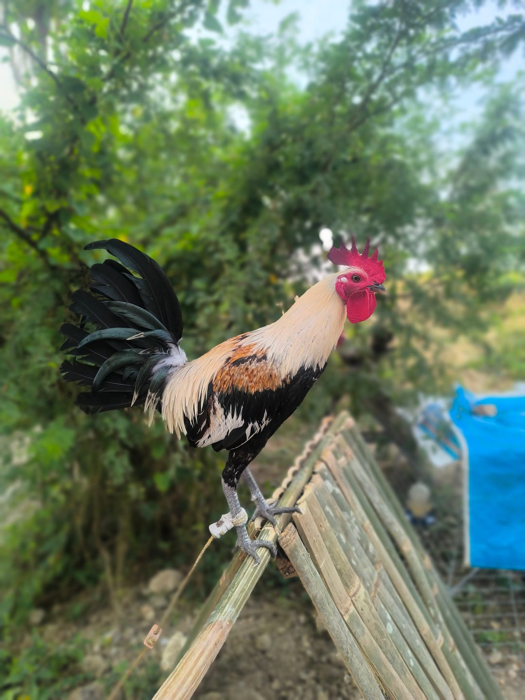 Photo from ElectraBackyard's post