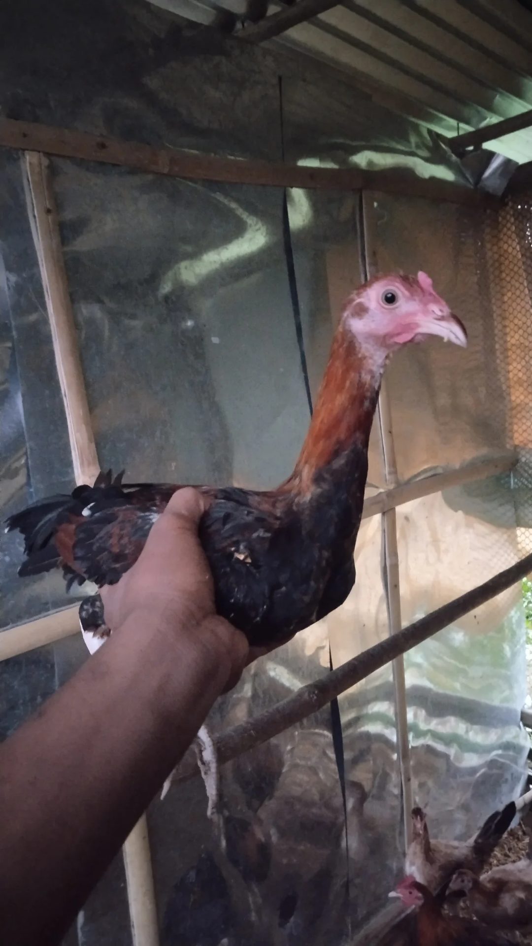Photo from Bing's GFarm's post