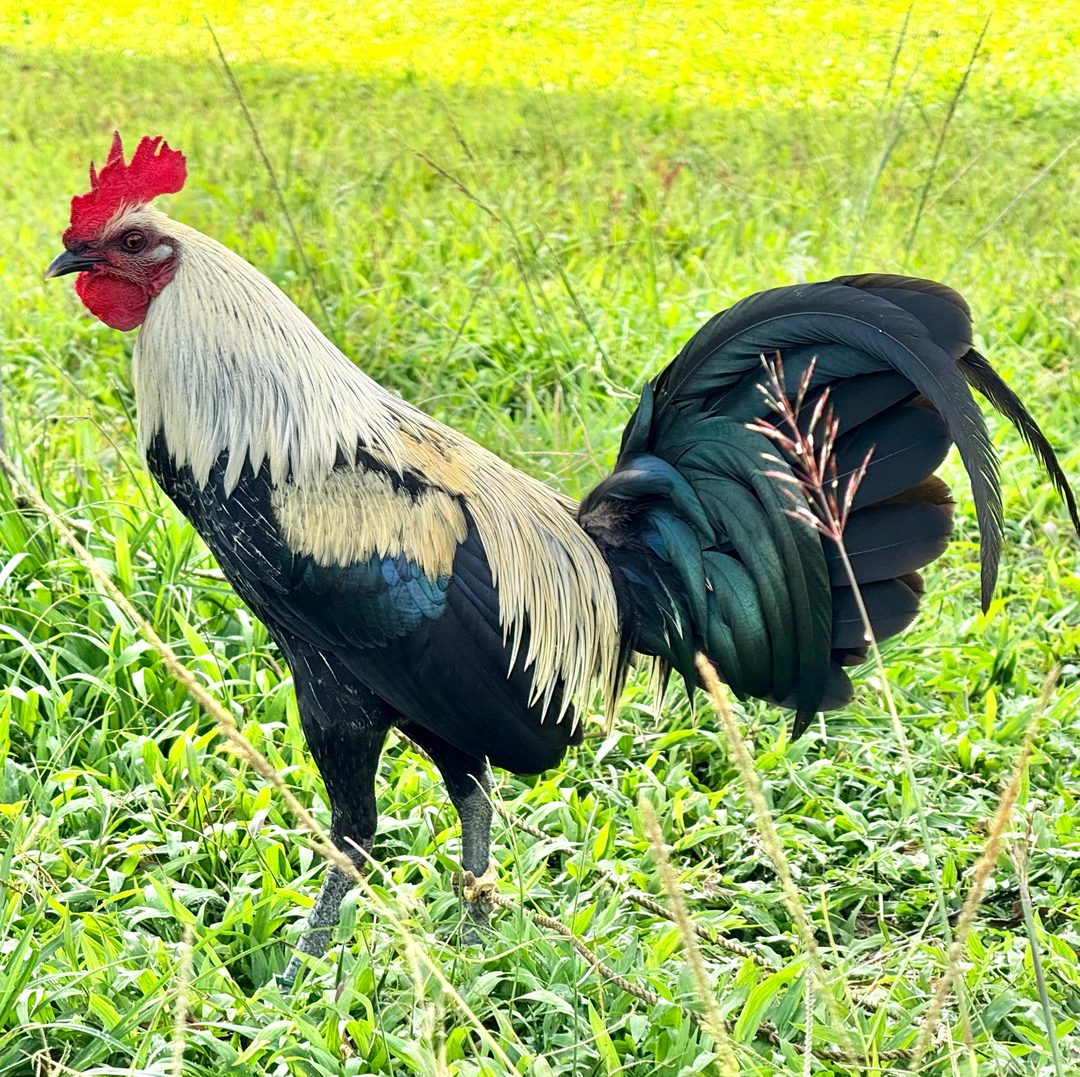 Photo from DVH & Sons Gamefarm's post