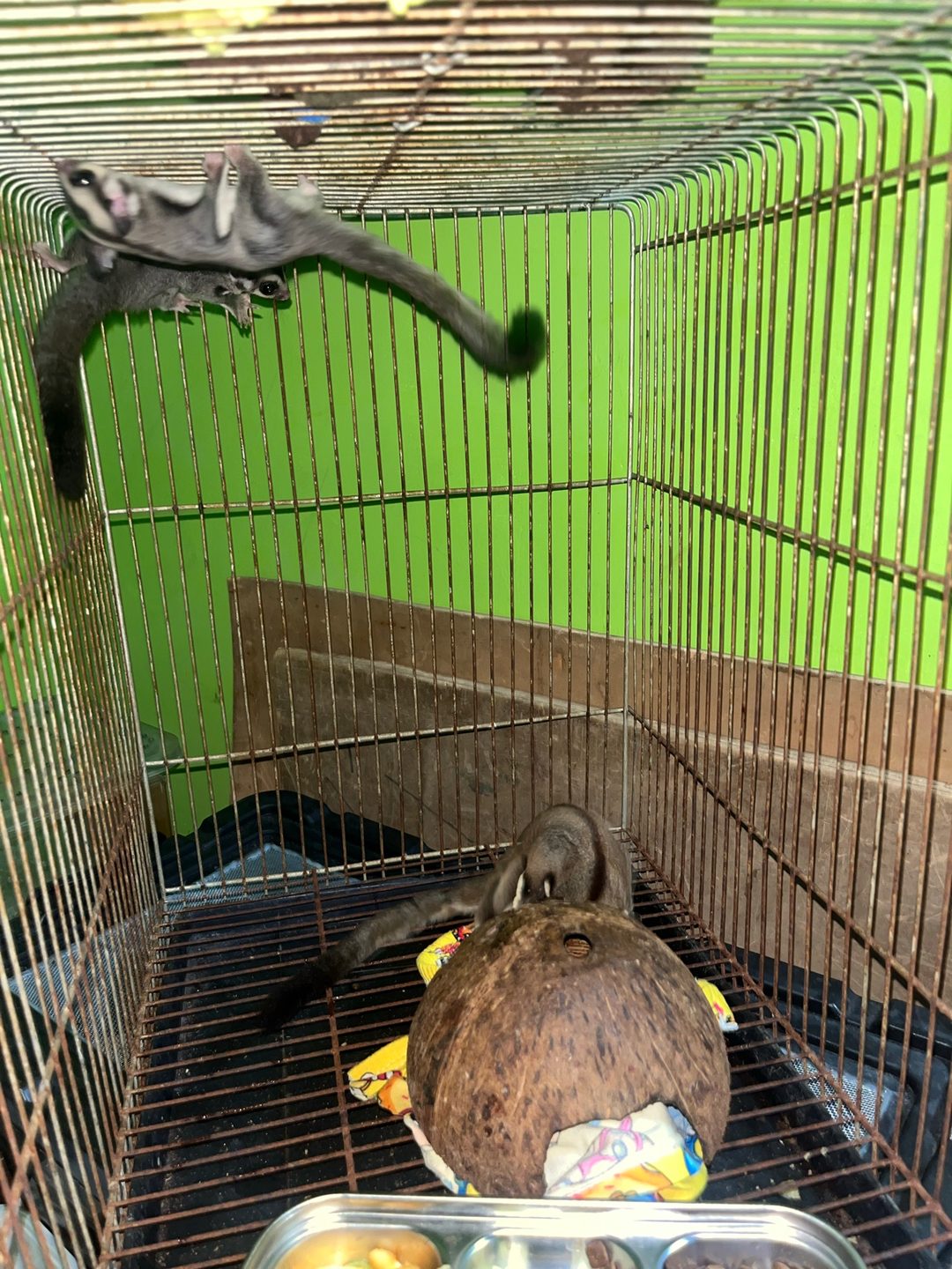 Photo from Sugar SG Gliders's post