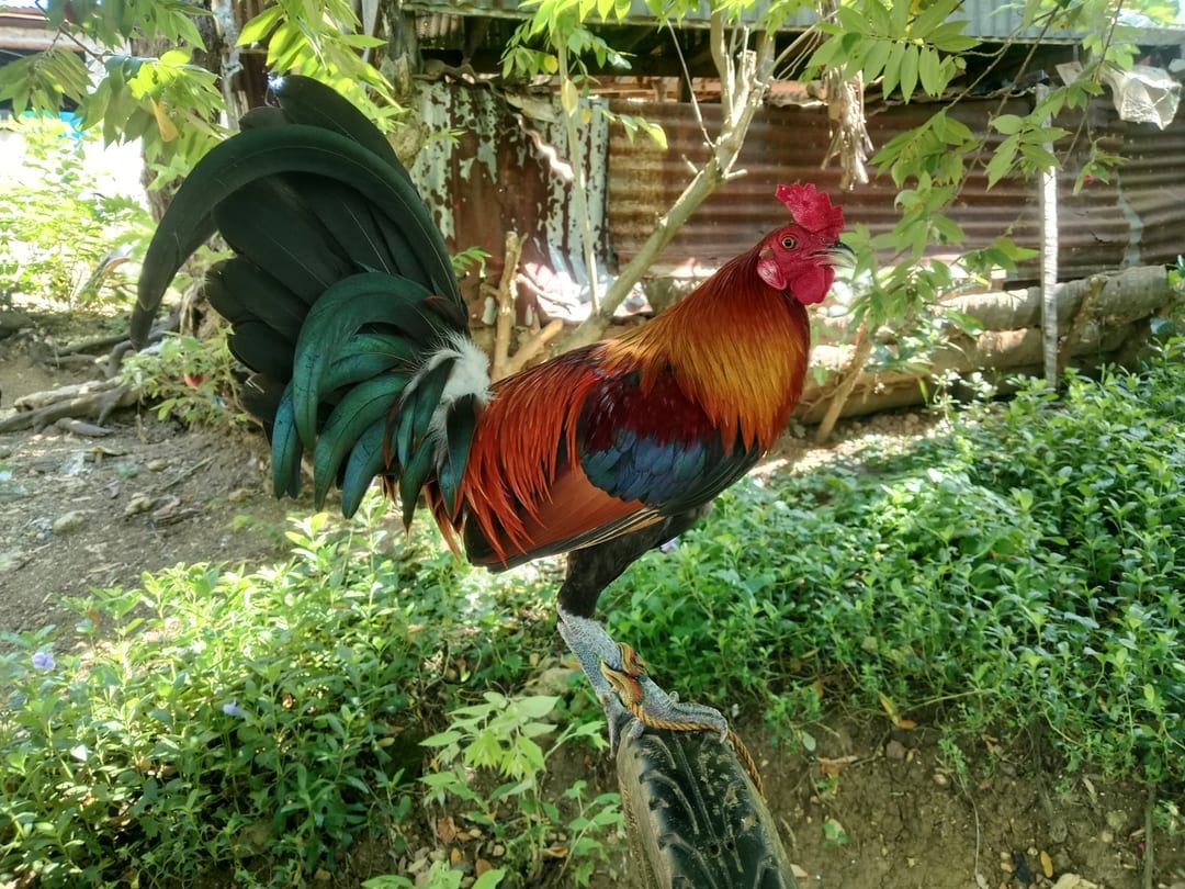 Photo from qsp backyard's post