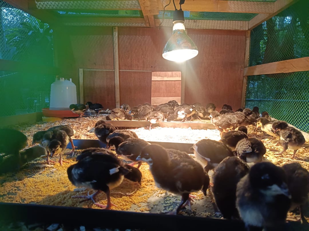 Photo from MANBAGNAM BREEDER's post