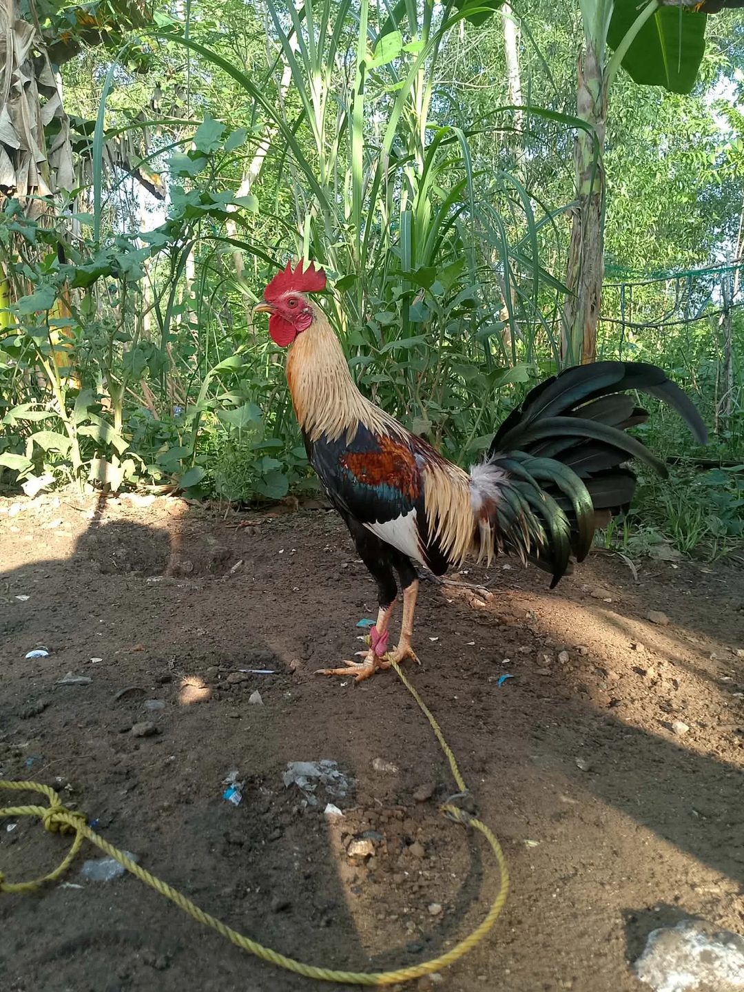 Photo from JDN BACKYARD's post