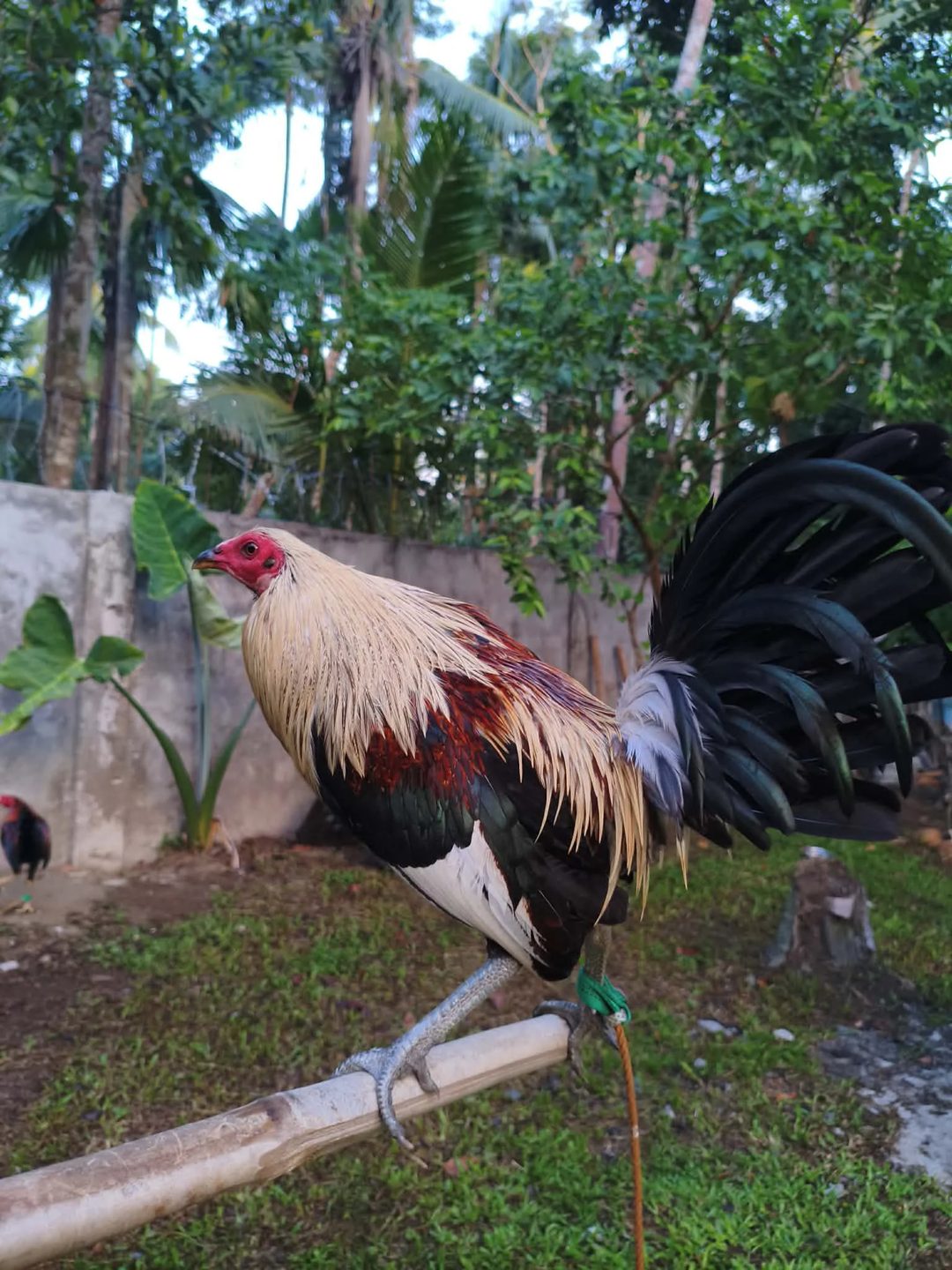 Photo from M&H Peak Gamefowl's post