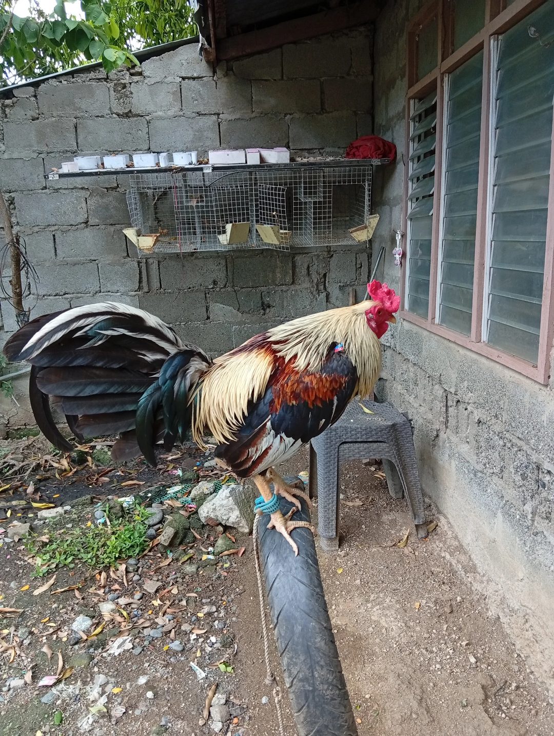 Photo from Bullet Jhet Back Yard's post