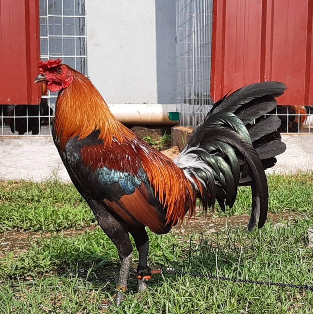 Photo from FARMBASICS GAMEFARM's post