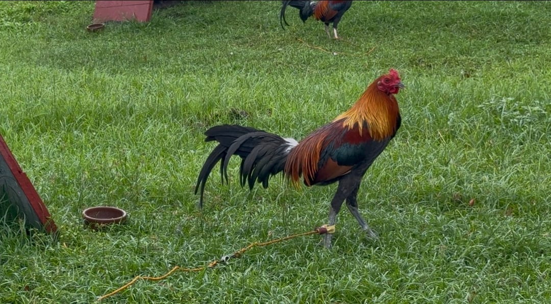 Photo from FARMBASICS GAMEFARM's post