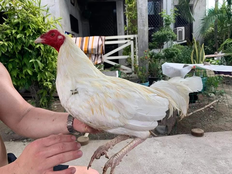 Photo from Banderas Saro Gamefarm's post